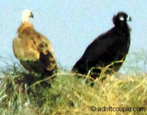 DNP Indian Vulture and Tawny Eagle