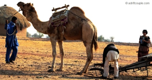 Hitching Camel Cart at DNP