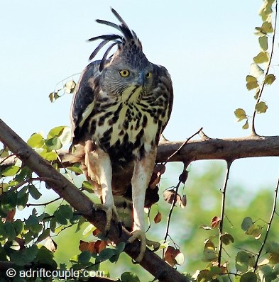 Crested Hawk Eagle in Bundala International Ramsar Wetland, Sri Lanka.