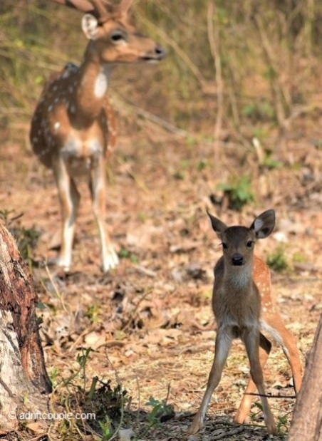 Deer Calf Nagarhole