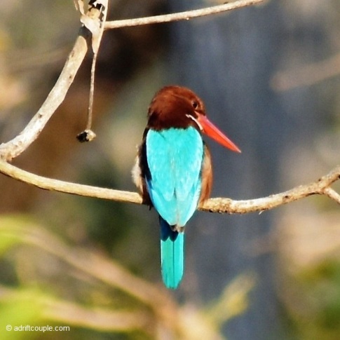 Kingfisher Nagarhole