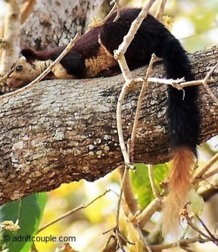 Malabar Squirrel Nagarhole
