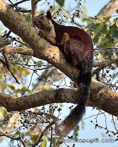 Malabar Squirrel Nagarhole Park
