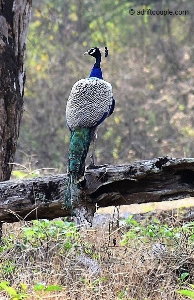 Peacock Nagarhole
