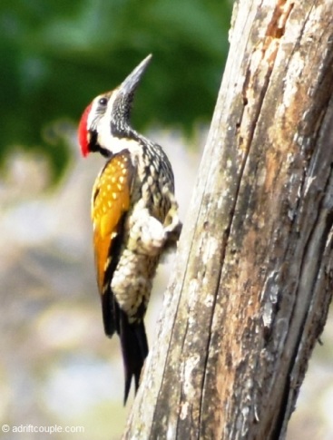Woodpecker Nagarhole